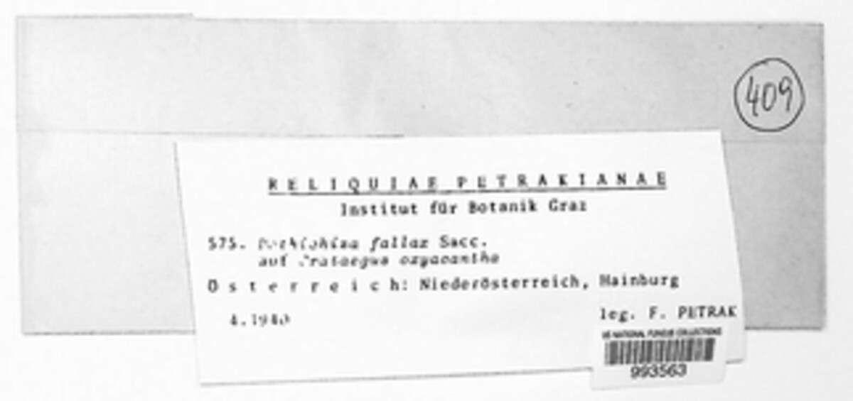 Dothichiza fallax image